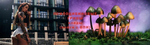 шишки Медвежьегорск