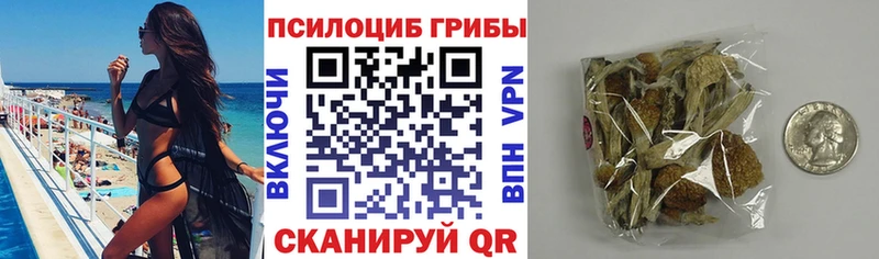 продажа наркотиков  Волгодонск  ссылка на мегу онион  Псилоцибиновые грибы мицелий 